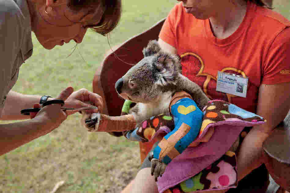 Vicky Toomey, head veterinarian nurse at the Australia Zoo Wildlife Hospital in Beerwah, Queensland, trims a cast for Harley, who is lucky to be alive and on the mend after being hit by a car.