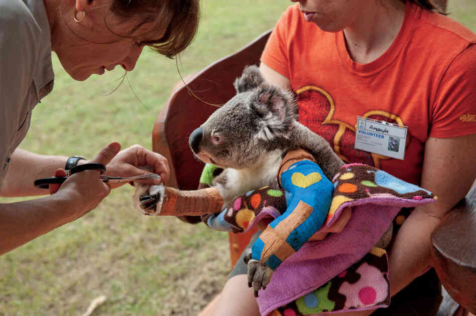 Vicky Toomey, head veterinarian nurse at the Australia Zoo Wildlife Hospital in Beerwah, Queensland, trims a cast for Harley, who is lucky to be alive and on the mend after being hit by a car.