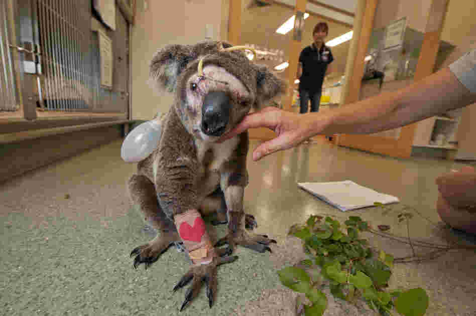 Attacked by a dog, Bruzer, a young male, recuperates from surgery at the Australia Zoo Wildlife Hospital, where hundreds of koalas are treated every year for injuries inflicted by dogs or automobiles. With his facial bones crushed, Bruzer succumbed to infection and complications after veterinarians tried to repair his sinuses.