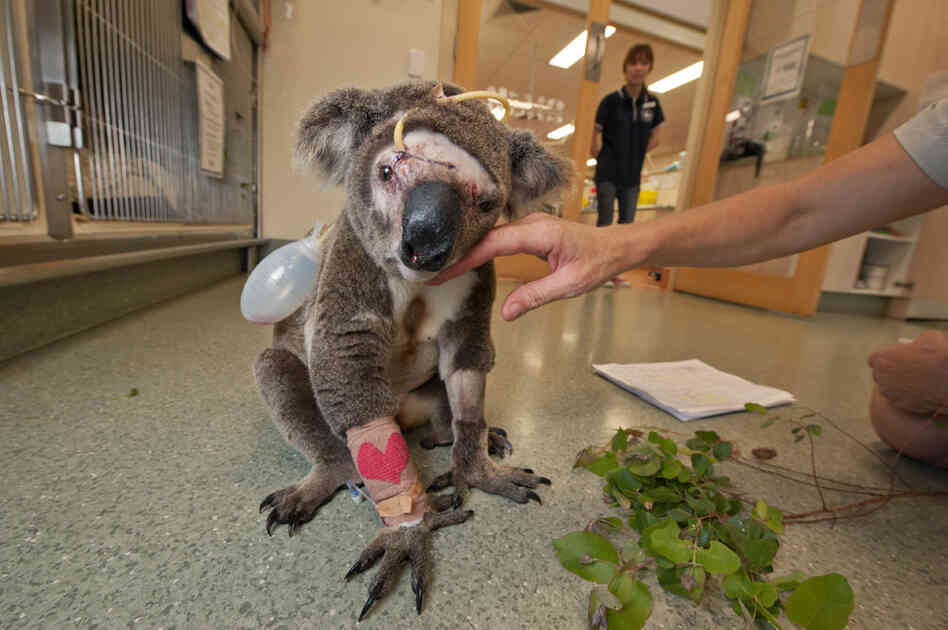 Attacked by a dog, Bruzer, a young male, recuperates from surgery at the Australia Zoo Wildlife Hospital, where hundreds of koalas are treated every year for injuries inflicted by dogs or automobiles. With his facial bones crushed, Bruzer succumbed to infection and complications after veterinarians tried to repair his sinuses.