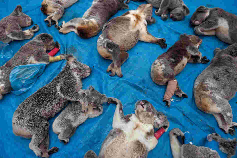 Killed in a single week by cars or dogs, these koalas were mourned at the vet clinic that tried to save them. During "trauma season," from July to December, when the animals descend to the ground in search of mates and new food trees, a dozen or so injured koalas a week are brought to the clinic.