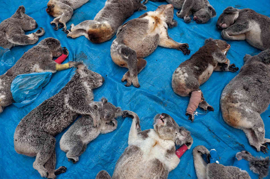 Killed in a single week by cars or dogs, these koalas were mourned at the vet clinic that tried to save them. During "trauma season," from July to December, when the animals descend to the ground in search of mates and new food trees, a dozen or so injured koalas a week are brought to the clinic.