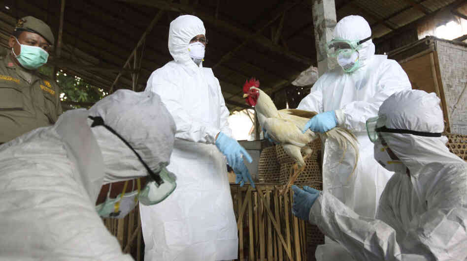Balinese government officials prepare to cull chickens as a precautionary measure to prevent the spread of bird flu at a market in Denpasar on April 26. Balinese government officials prepare to cull chickens as a precautionary measure to prevent the spread of bird flu at a market in Denpasar on April 26.