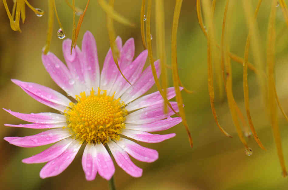 A flower from the Hudson River Greenway at 91st St. and Riverside Dr. in New York City