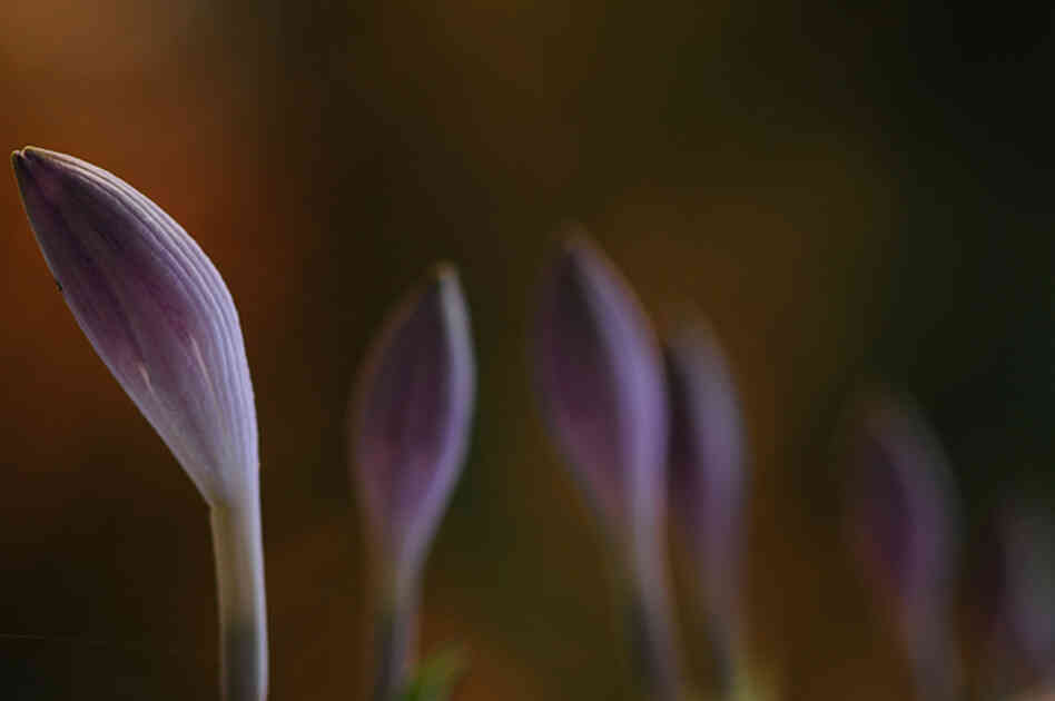 A flower from the Hudson River Greenway in New York City