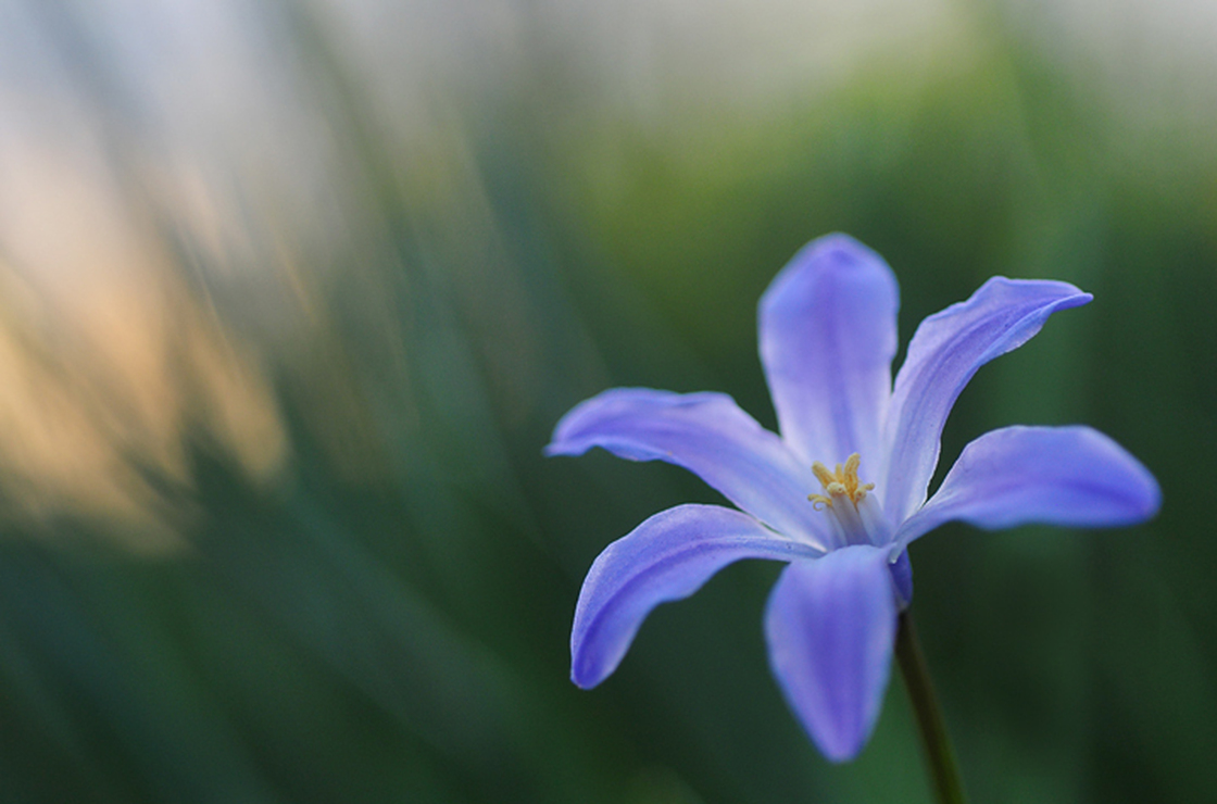 A flower from the Hudson River Greenway at 91st St. and Riverside Dr. in New York City