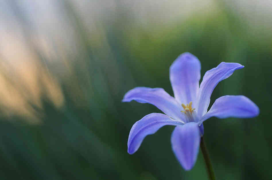 A flower from the Hudson River Greenway at 91st St. and Riverside Dr. in New York City