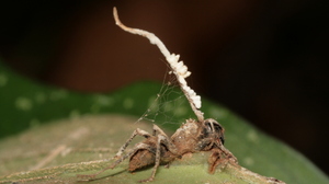 A zombie ant with a mature, healthy fruiting body growing from the ant's neck. Some damage due to a chewing insect is visible, as is a spider making a home beneath the ant.