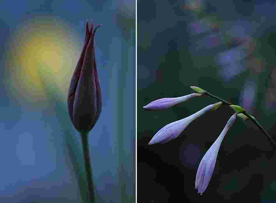 Flowers at dusk Flowers at dusk