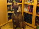 Zuul likes to "sing" along with Talk of the Nation's theme. Zuul likes to "sing" along with Talk of the Nation's theme.