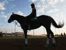 Horses train on the track in preparation for the 138th Kentucky Derby at Churchill Downs.