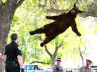 The "falling bear" photo that brought him fame. The "falling bear" photo that brought him fame.