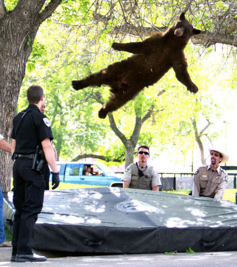 The "falling bear" photo that brought him fame. The "falling bear" photo that brought him fame.