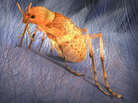 An illustration of the Chinese Jurassic "pseudo-flea," which lived in the Middle Jurassic in northeastern China. An illustration of the Chinese Jurassic "pseudo-flea," which lived in the Middle Jurassic in northeastern China.