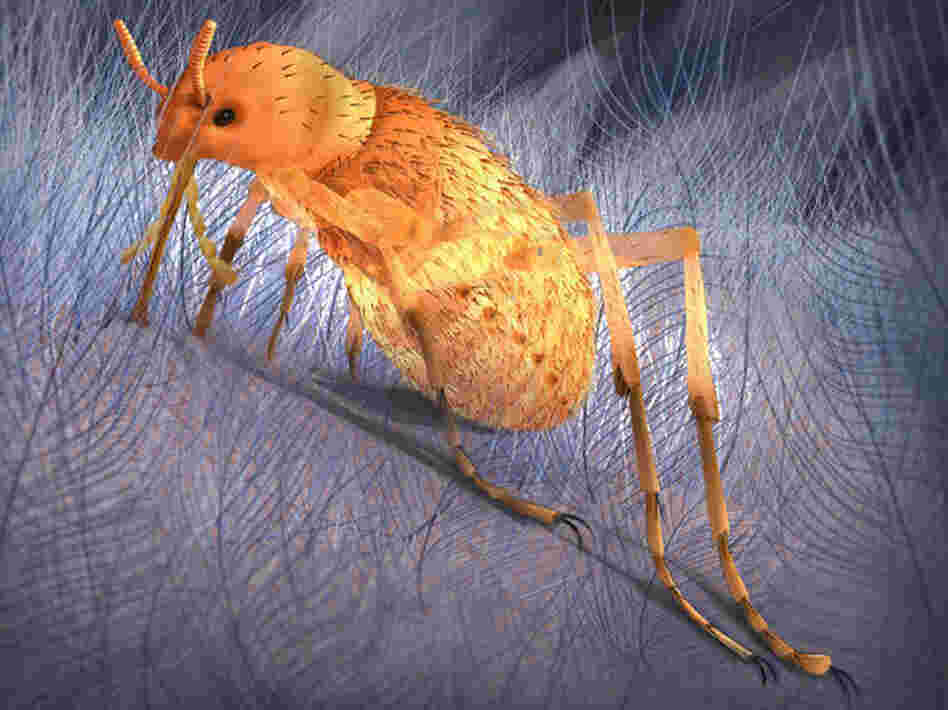 An illustration of the Chinese Jurassic "pseudo-flea," which lived in the Middle Jurassic in northeastern China.