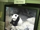 "Here's Mei right now," tweeted the National Zoo just before the procedure. "Volunteers are watching her from our research station as we prepare." "Here's Mei right now," tweeted the National Zoo just before the procedure. "Volunteers are watching her from our research station as we prepare."