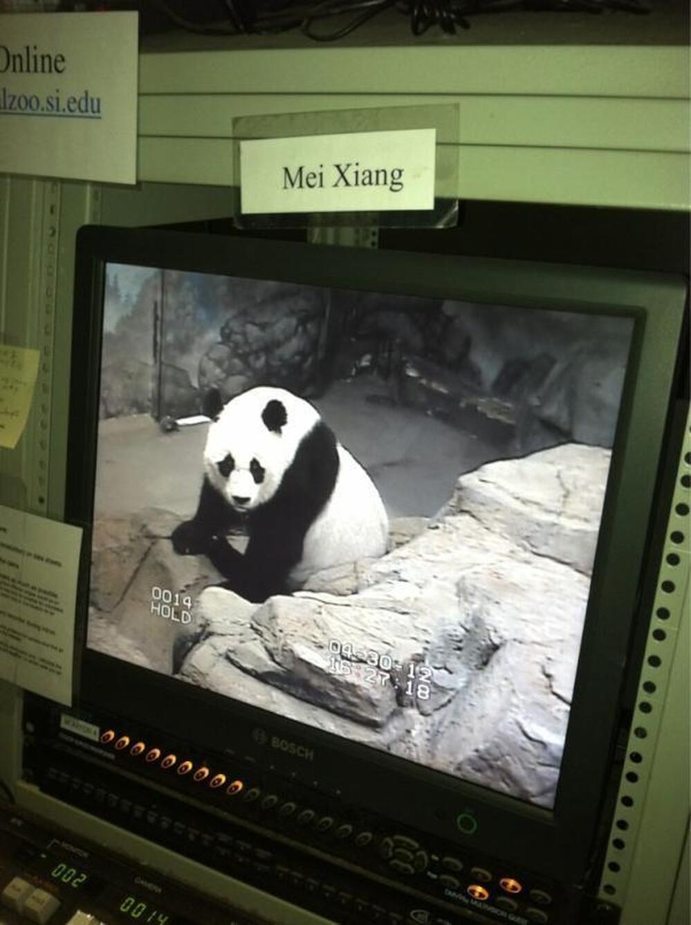 "Here's Mei right now," tweeted the National Zoo just before the procedure. "Volunteers are watching her from our research station as we prepare."