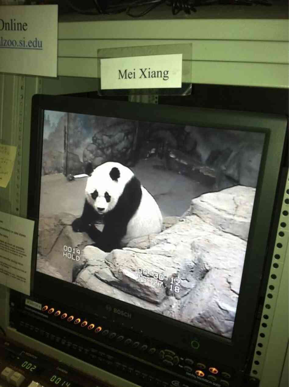 "Here's Mei right now," tweeted the National Zoo just before the procedure. "Volunteers are watching her from our research station as we prepare."