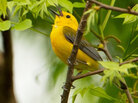On a recent Saturday, the Prothonotary warbler drew crowds of plugged-in bird watchers in New York's Central Park. On a recent Saturday, the Prothonotary warbler drew crowds of plugged-in bird watchers in New York's Central Park.