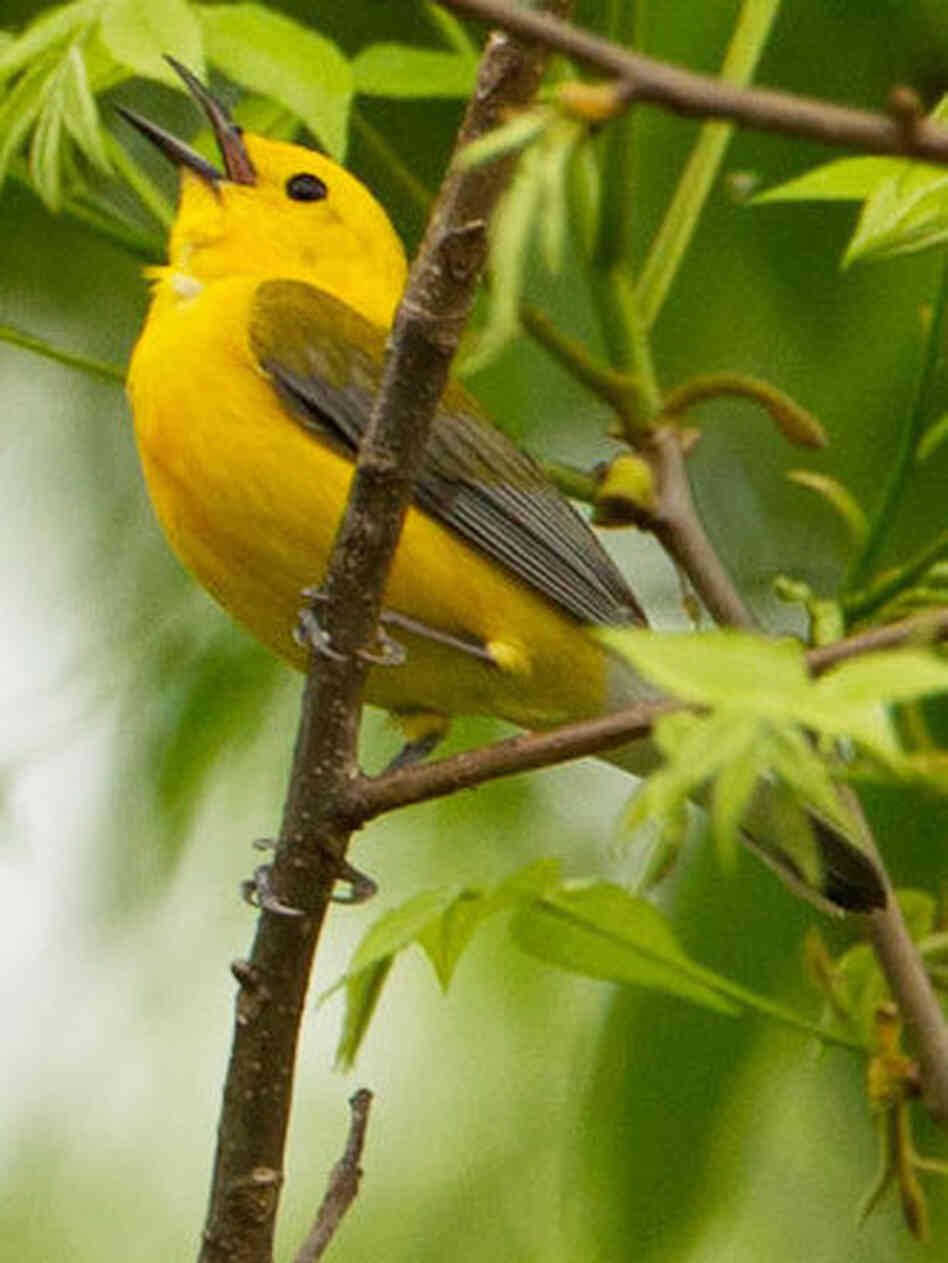 On a recent Saturday, the Prothonotary warbler drew crowds of plugged-in bird watchers in New York's Central Park.