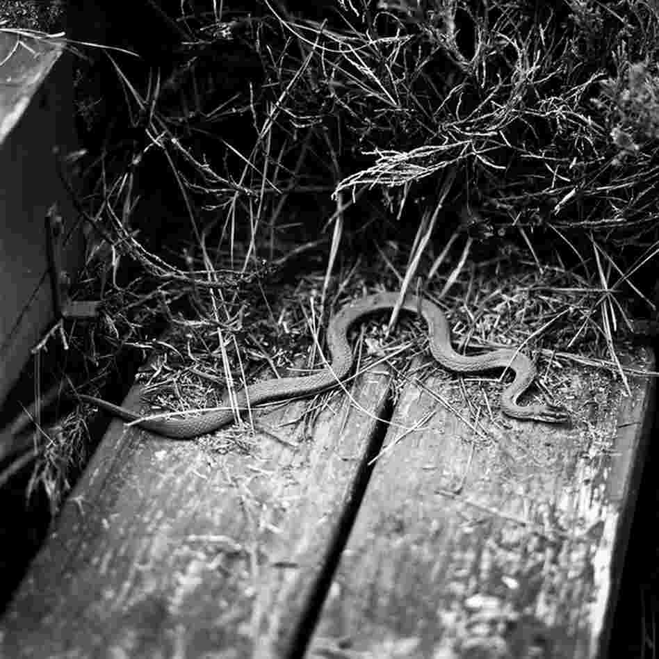 Snake No. 7: "For a while, there was always a snake sunning on the dock steps at my grandmother's house," he says. "This image was made on Thanksgiving Day.
