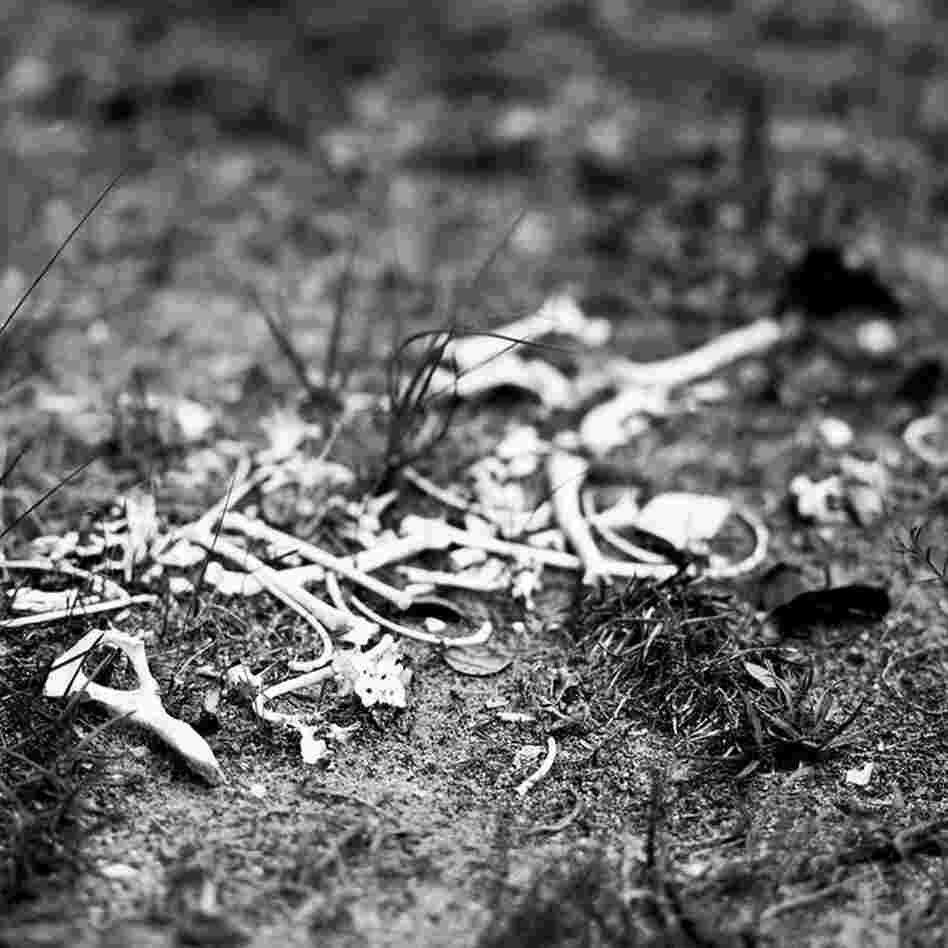 Fox Bones: The title of the series, Hamrick explains, is derived from a conversation — in which he and his friend "both realized we had letters we had written but never mailed — and in general the title alludes to all things started but never completed."