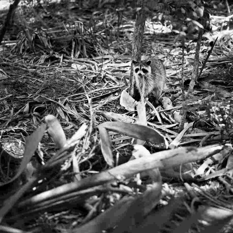 Raccoon Eating Watermelon: "It is good if a photograph can tell me a story, but not the whole story, similar to the way a person tells a joke or a mystery."