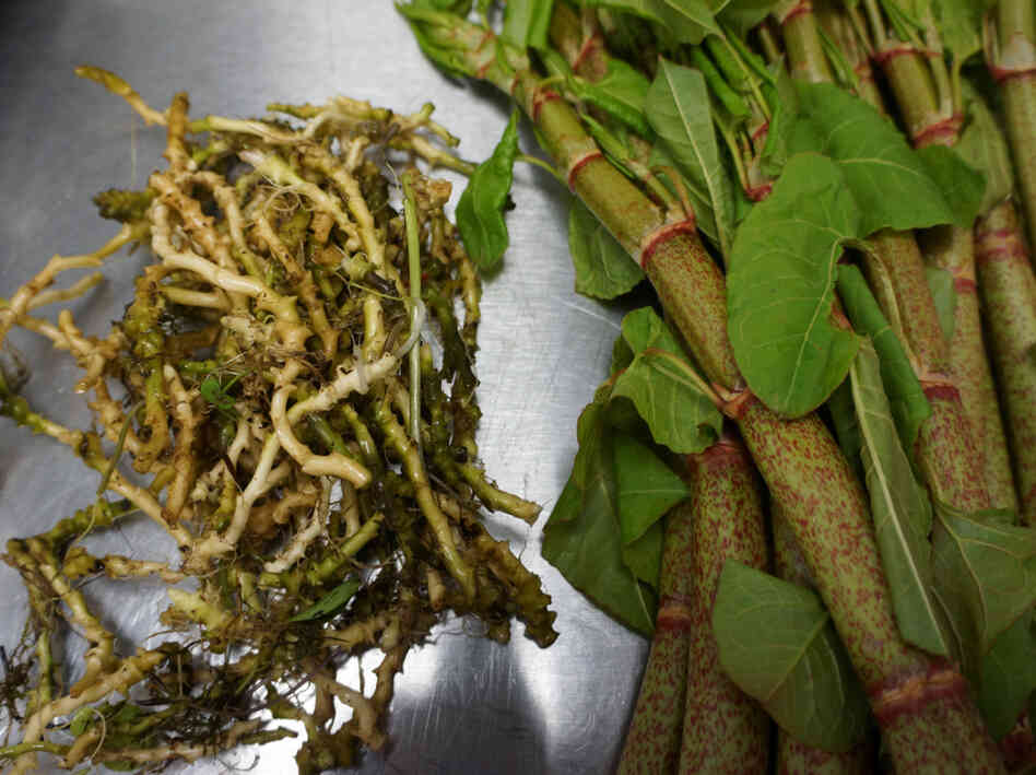 Chefs Leif Hedendal and Mark Andrew Gravel received this toothwort root and knotweed in the mail from New England forager Evan Strusinski.