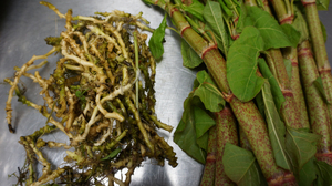 Chefs Leif Hedendal and Mark Andrew Gravel received this toothwort root and knotweed in the mail from New England forager Evan Strusinski.