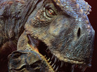 Not the Nebraska Tyrannosaurus Rex. Not the Nebraska Tyrannosaurus Rex.