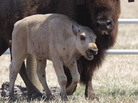 Lightning Medicine Cloud, a sacred white buffalo, last June. Lightning Medicine Cloud, a sacred white buffalo, last June.