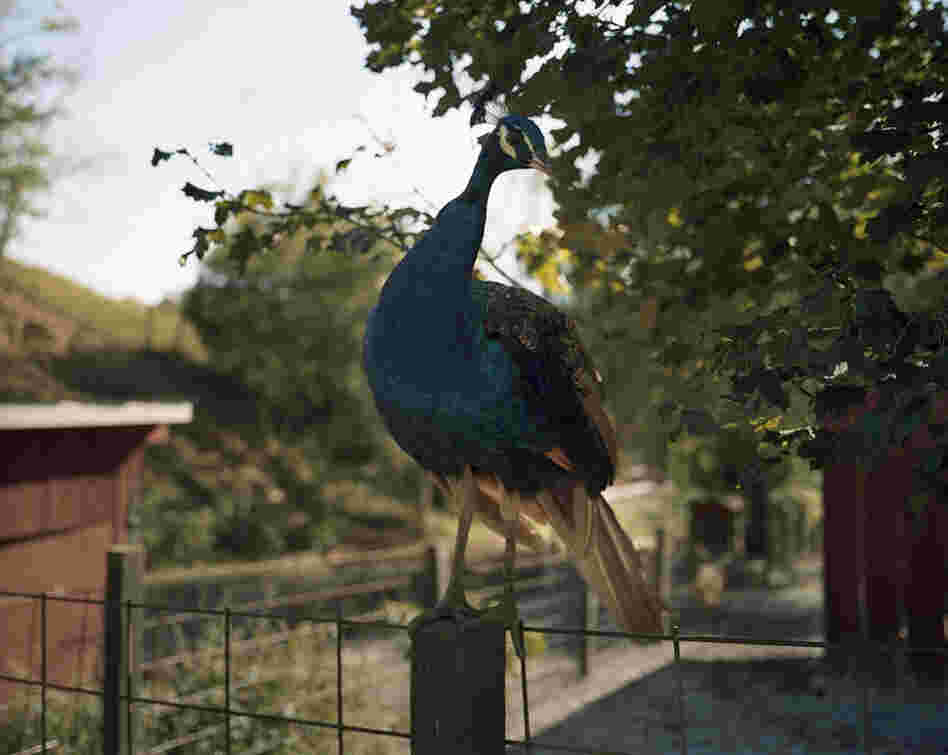 Pigeon Forge, Tenn., 2007. This peacock was at one of the many petting zoos in the area. Most people like to observe animals close up.