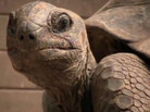 Giant tortoise Giant tortoise
