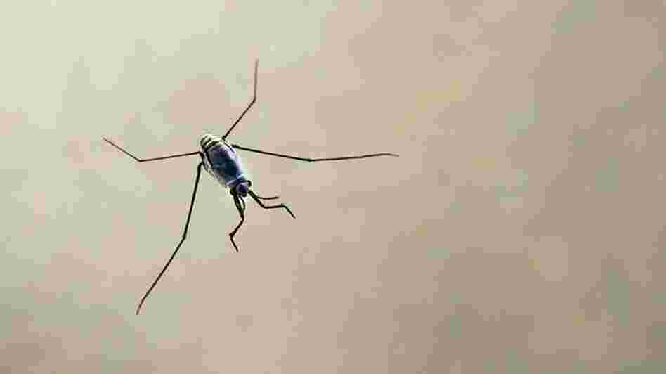 An insect known as a "sea skater." Scientists say the abundance of floating plastic has led to an increase of these creatures.