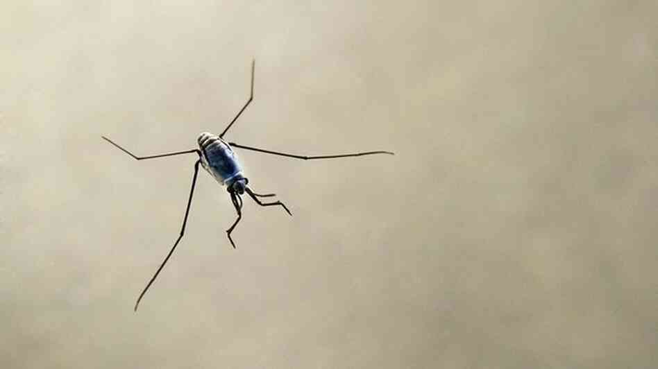 An insect known as a "sea skater." Scientists say the abundance of floating plastic has led to an increase of these creatures.