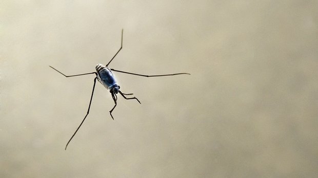 An insect known as a "sea skater." Scientists say the abundance of floating plastic has led to an increase of these creatures.