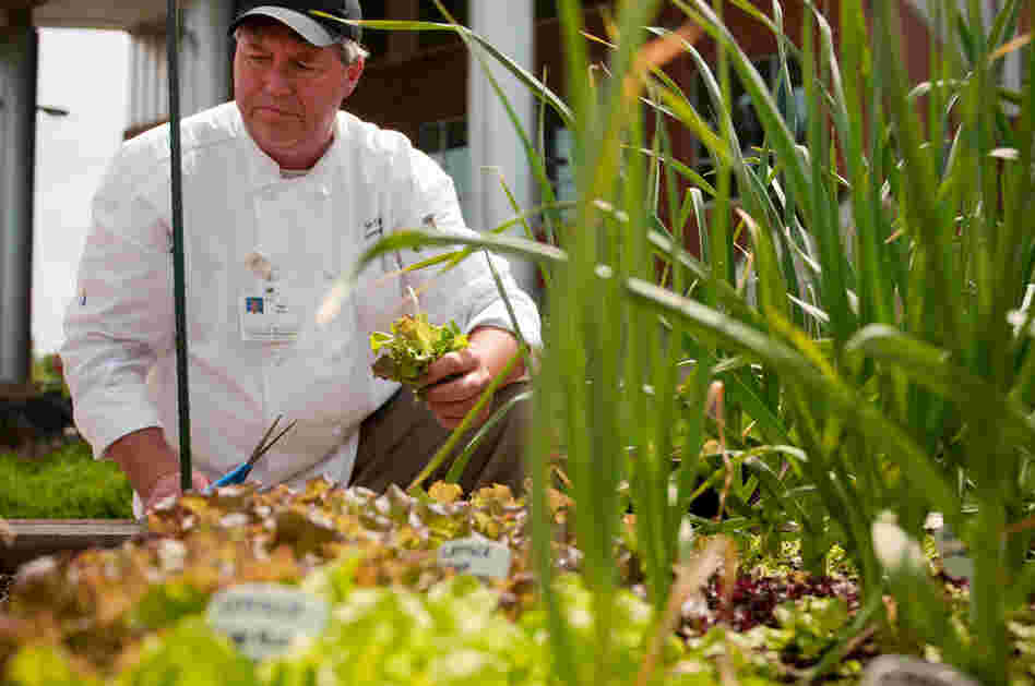 Executive Chef Tony DeWalt picks some lettuce from Fauquier Hospital's "culinary healing garden." 