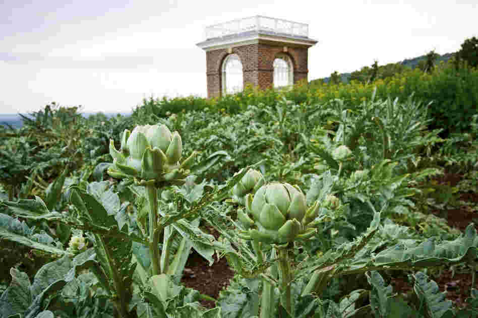 Jefferson reserved a prime location in his garden for his artichokes. According to Hatch, in the early 19th century, artichokes were a gentleman's vegetable — a prestigious thing to bring to the table. 