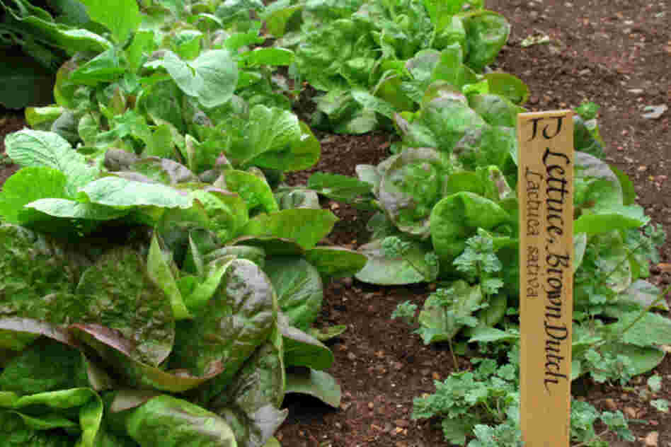 Over his lifetime, Jefferson grew 330 varieties of 99 species of vegetables and herbs. Brown Dutch lettuce was a Jefferson favorite: He'd sow it in the fall to harvest through the winter months. 