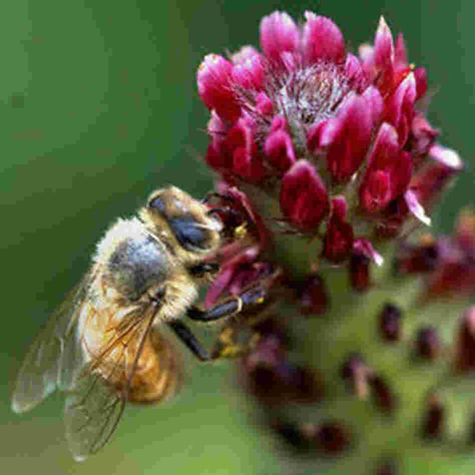 A bee buzzes the crimson clover at Monticello. A bee buzzes the crimson clover at Monticello.