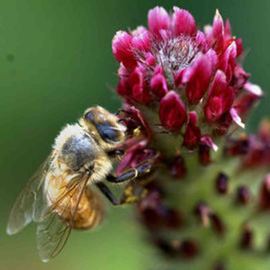 A bee buzzes the crimson clover at Monticello. A bee buzzes the crimson clover at Monticello.