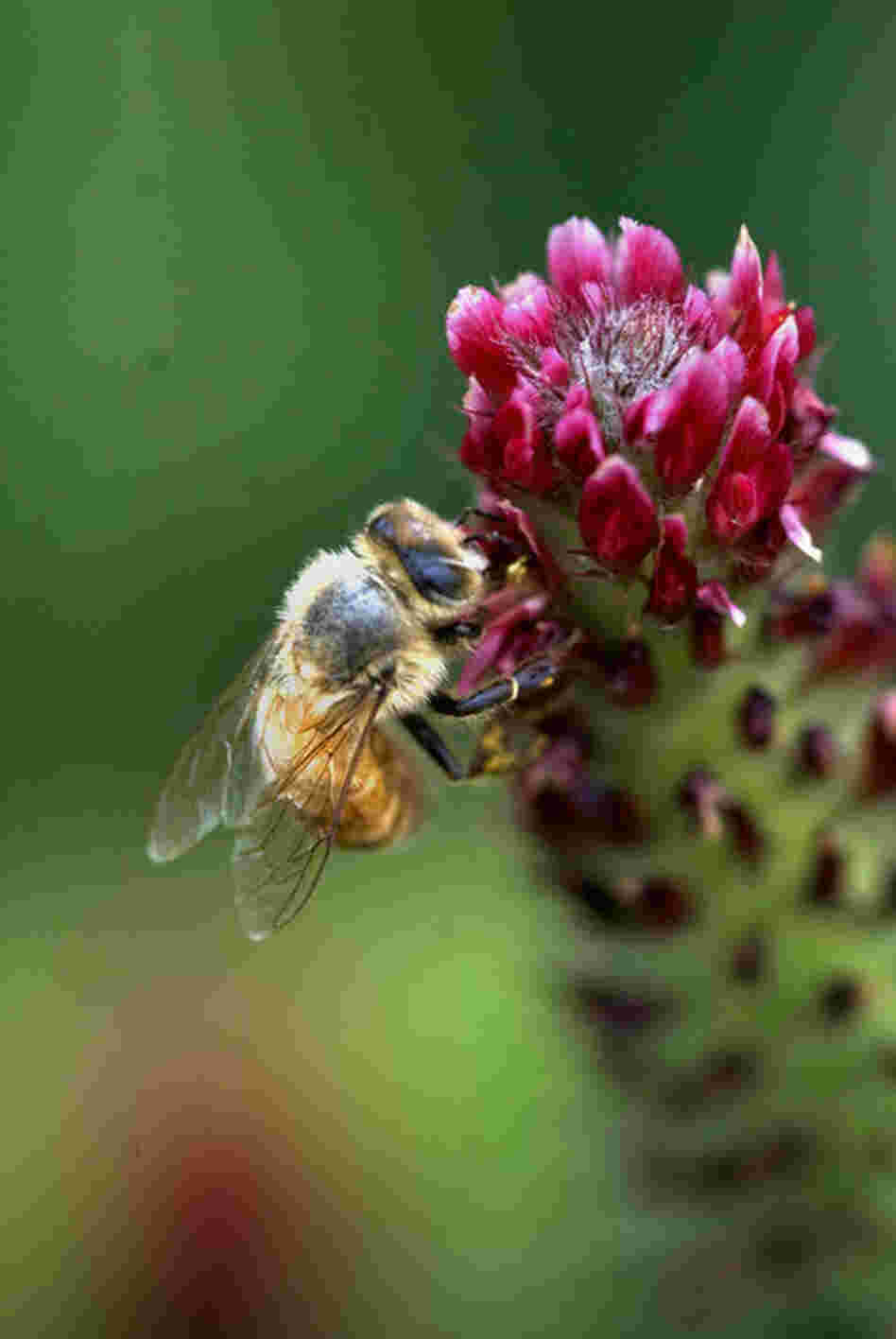 A bee does its work in a thick bed of crimson clover. Jefferson experimented with clover in his fields after returning from France. 