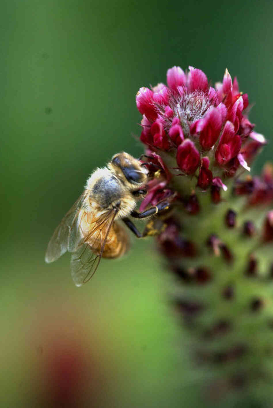 A bee does its work in a thick bed of crimson clover. Jefferson experimented with clover in his fields after returning from France. 