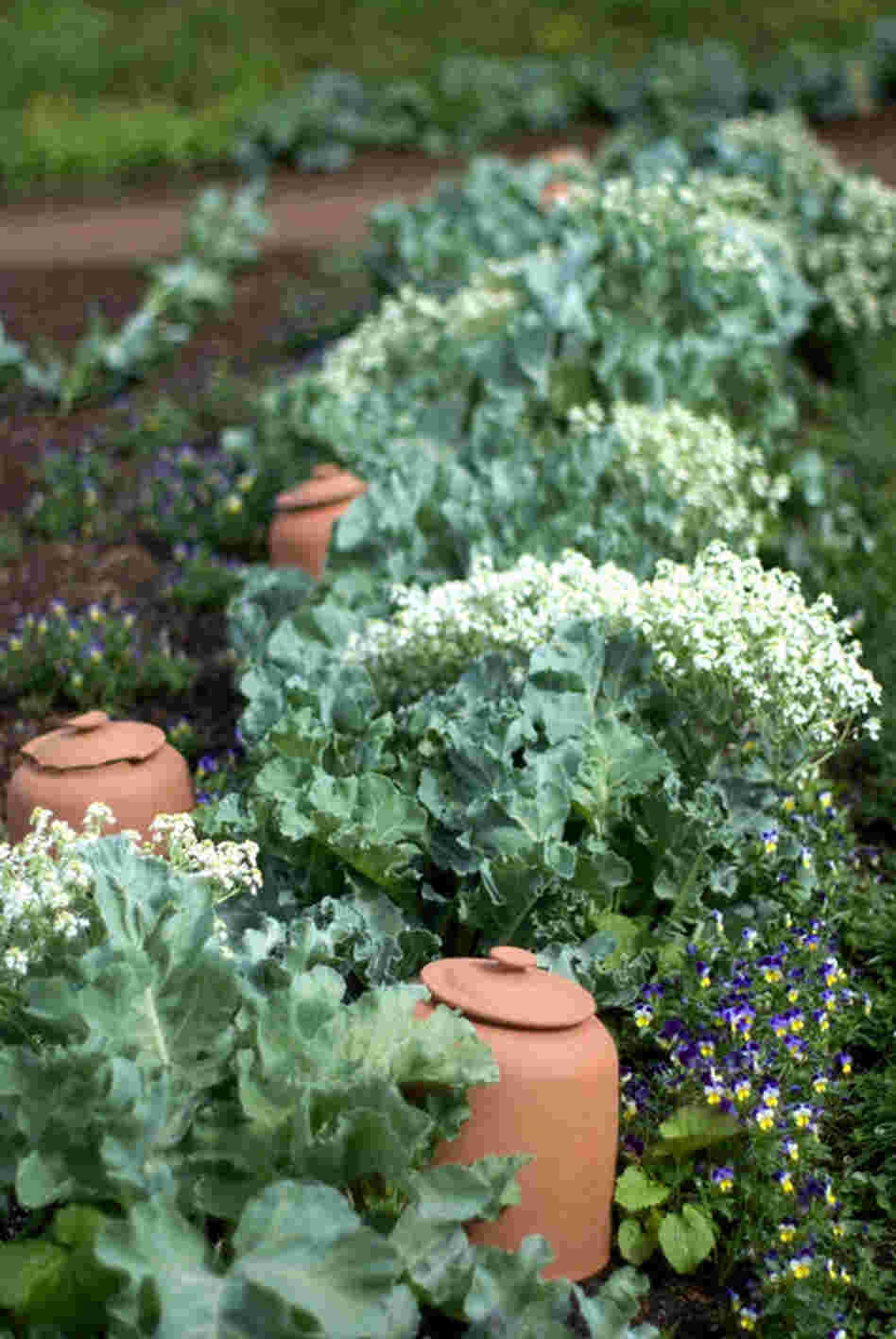 Sea kale is a perennial cabbagelike plant that grows wild on the seacoast of Great Britain. In the wild, shoots are covered by shifting sands, which prevents the production of chlorophyll and keeps the leaves white and more tender. 