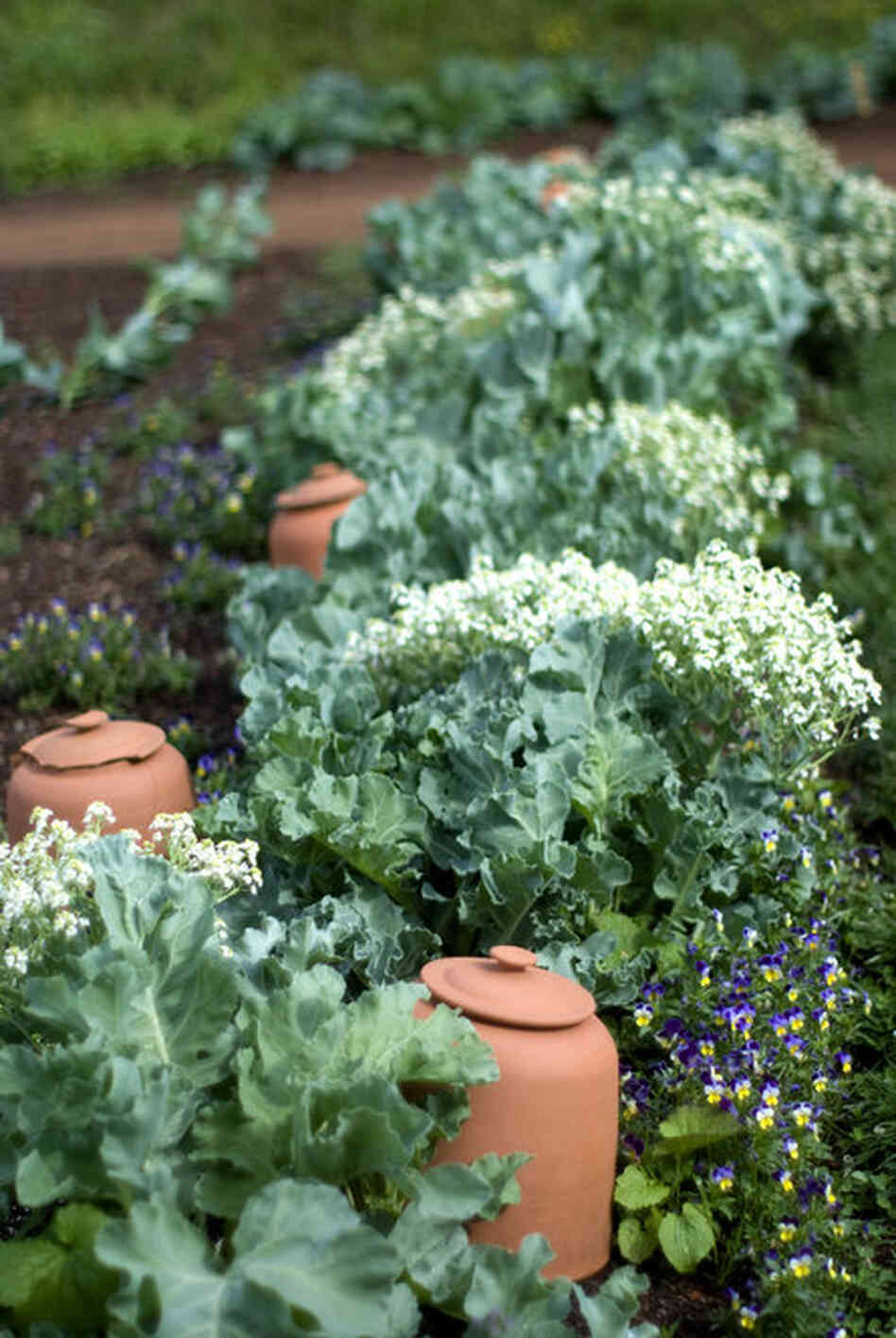 Sea kale is a perennial cabbagelike plant that grows wild on the seacoast of Great Britain. In the wild, shoots are covered by shifting sands, which prevents the production of chlorophyll and keeps the leaves white and more tender. 