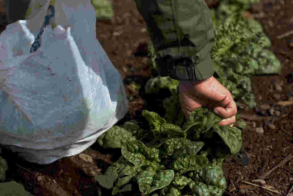 The vegetable garden at Monticello acts as a seed bank to preserve the heirloom varieties of vegetables that Jefferson grew. Seeds are collected, cleaned and packaged for sale. 
