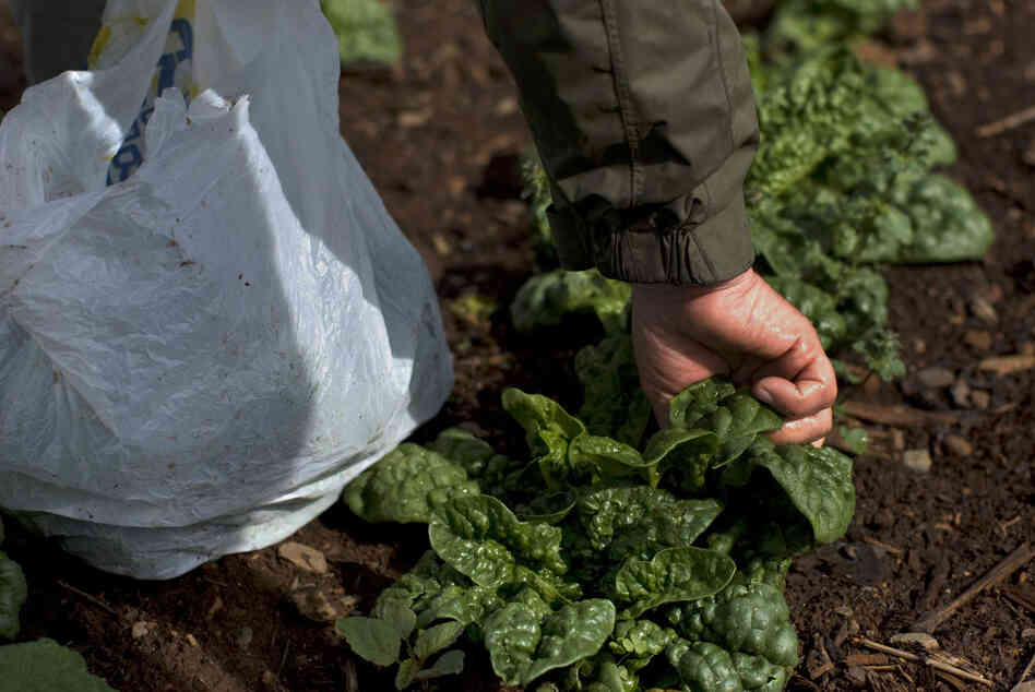 The vegetable garden at Monticello acts as a seed bank to preserve the heirloom varieties of vegetables that Jefferson grew. Seeds are collected, cleaned and packaged for sale. 