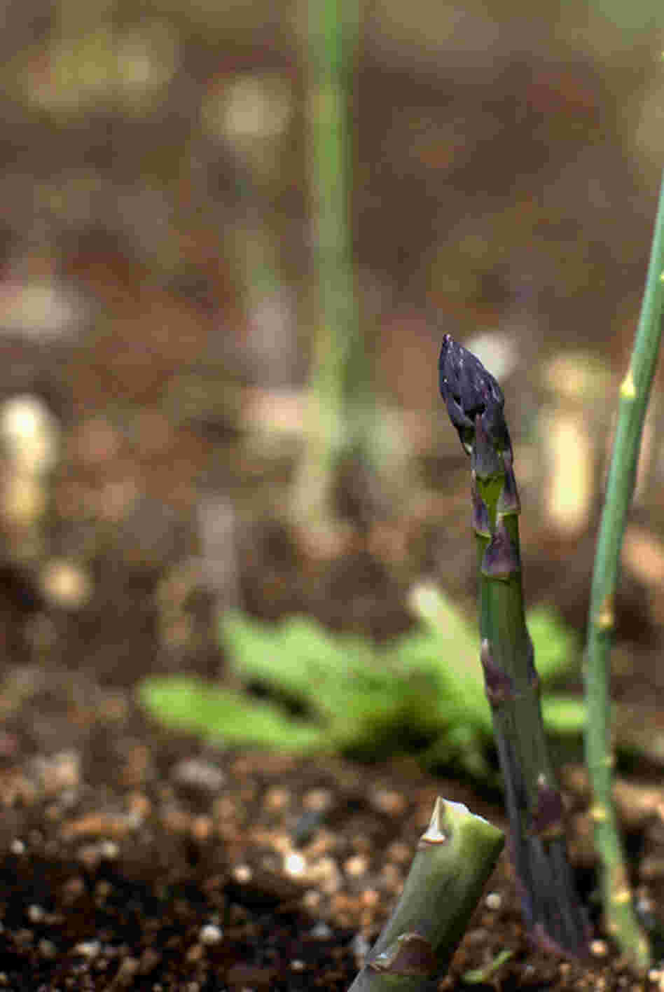 Asparagus was a prime part of Jefferson's garden and received "uncommon attention," according to Hatch. Jefferson took pride in documenting when his asparagus first pushed through the ground and first came to the table. 