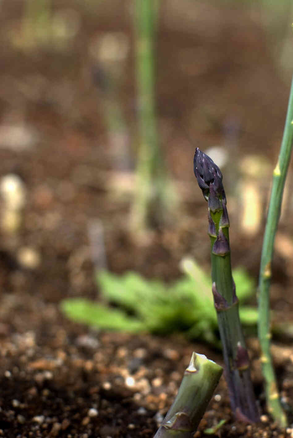 Asparagus was a prime part of Jefferson's garden and received "uncommon attention," according to Hatch. Jefferson took pride in documenting when his asparagus first pushed through the ground and first came to the table. 