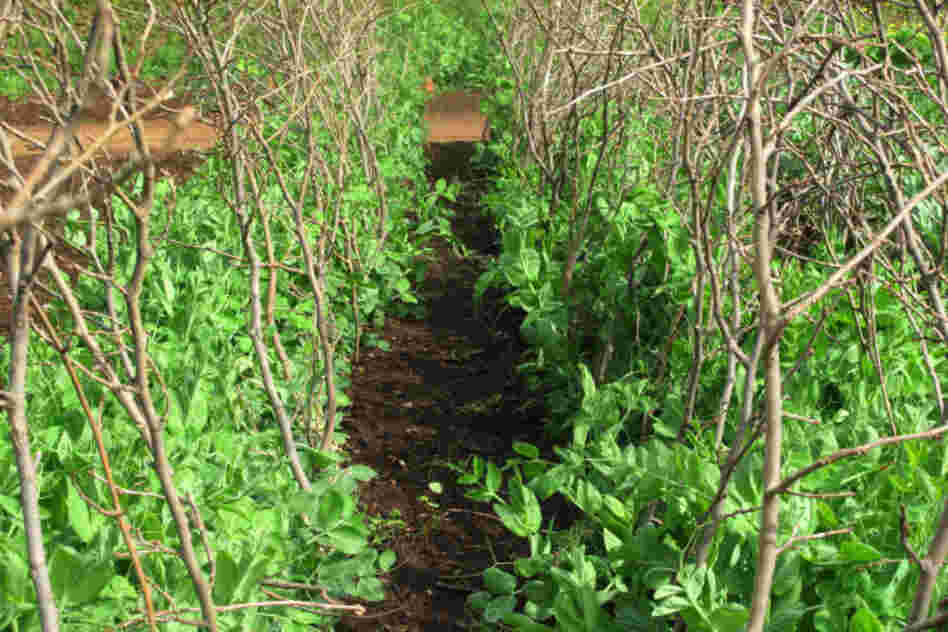 Peas were Jefferson's favorite vegetable. He grew 24 varieties, devoting an uncommon amount of garden real estate to them. Marrowfat peas — staked here with alder branches — are a late-season variety, best for drying. 